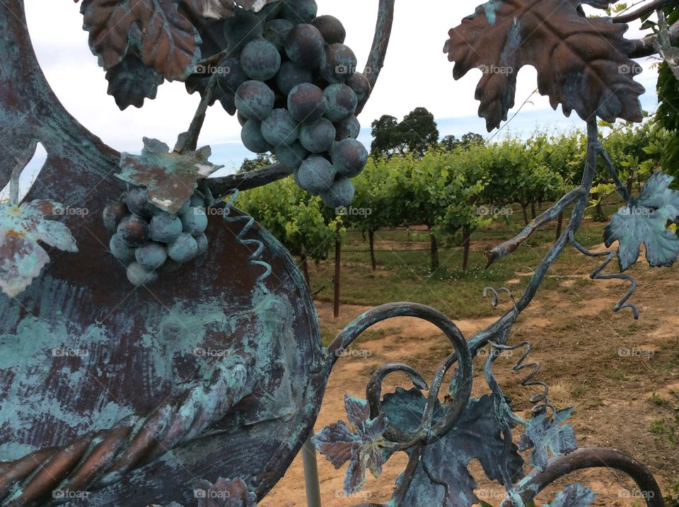 California Winery, Vineyard through Cast Iron Gate. California Winery, Vineyard through Cast Iron Gate