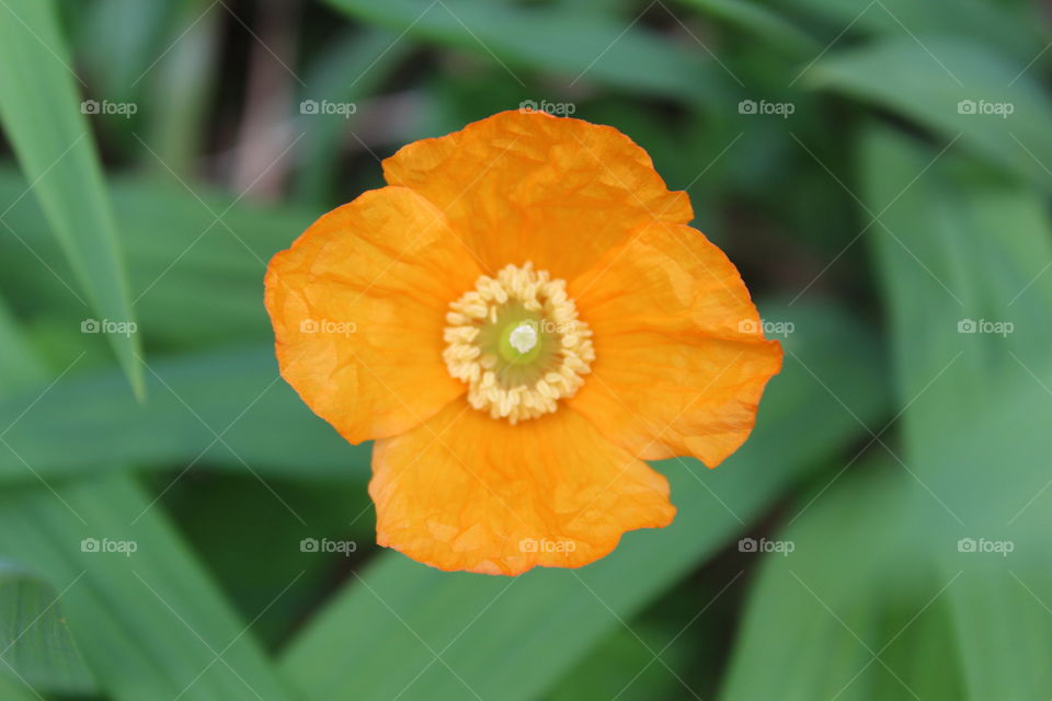 Orange flower closeup