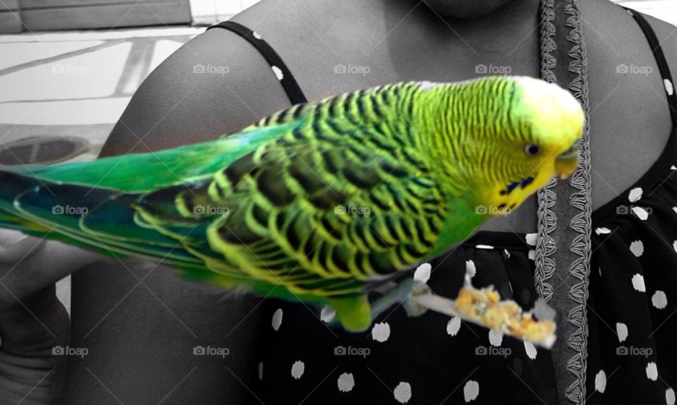 Black and White with Parakeet in Color