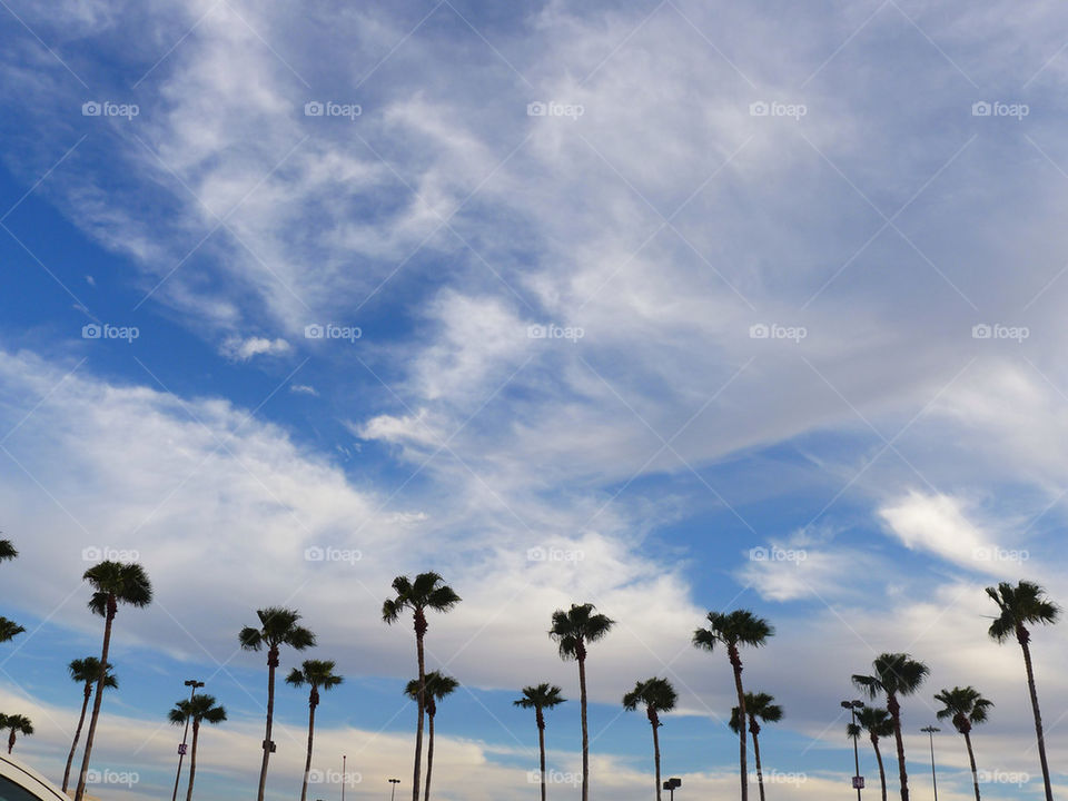 Multiple palm trees lined up against blue sky