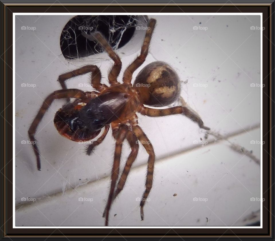 Come into my parlour said the spider to the..... ladybird