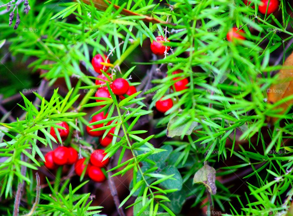 Red berries in the green