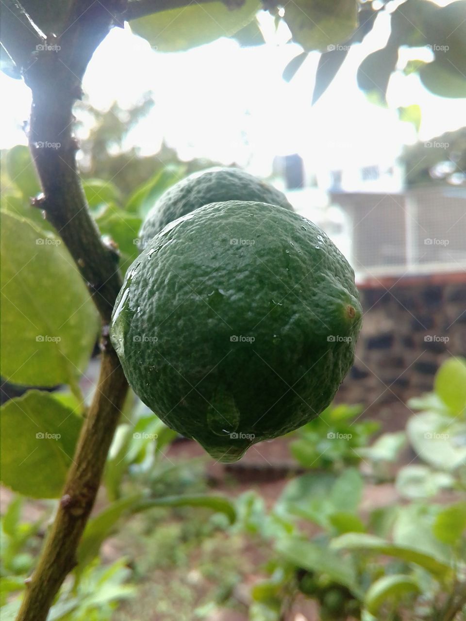 Rain drop's  on the lemon fruit