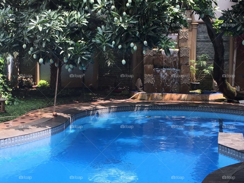 manggo on the pool