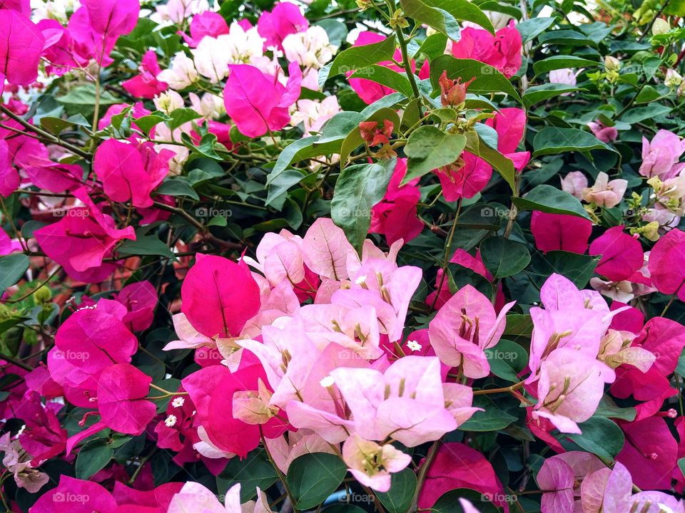 Bougainvillea glabra