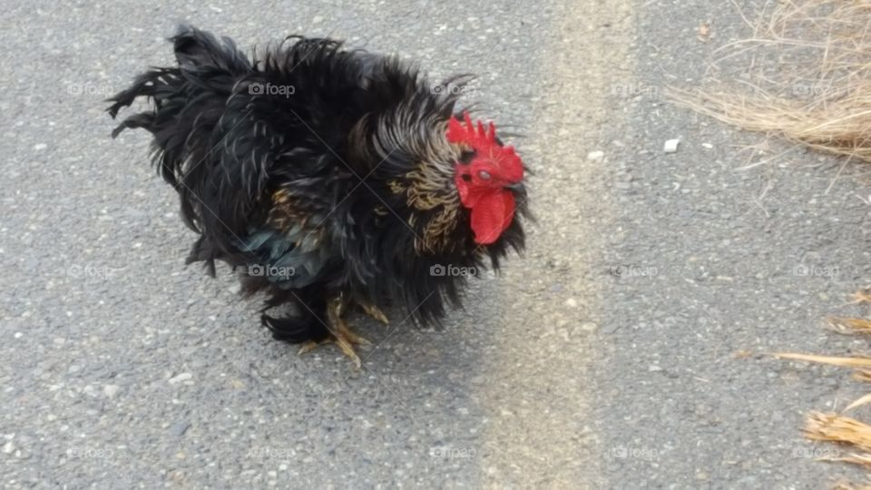 cute chicken