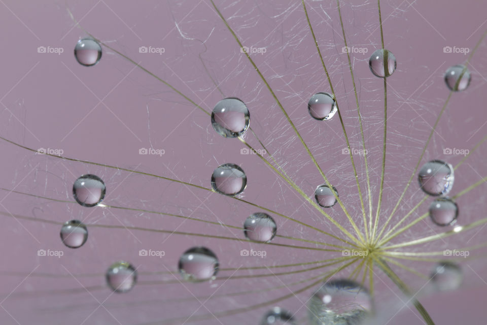 Beautiful dew drops on a dandelion flower on a purple background .romantic dreams concept