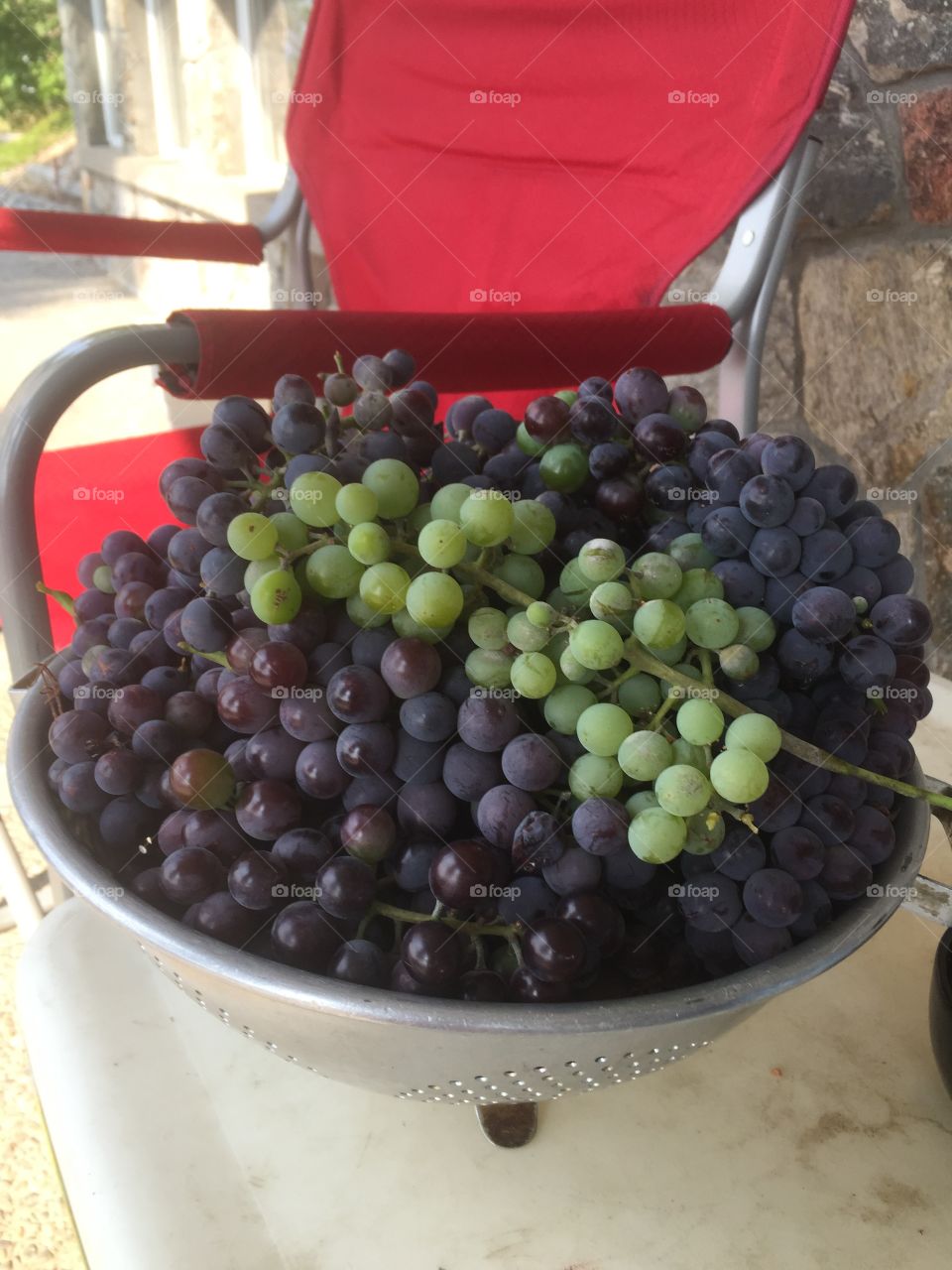 Freshly picked grapes for wine Okanagan 