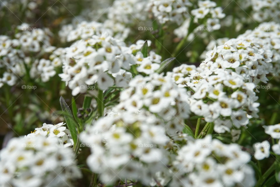 Lobularia Maritime (L.) Desv.
Sweet Alison
Spring 
California flowers