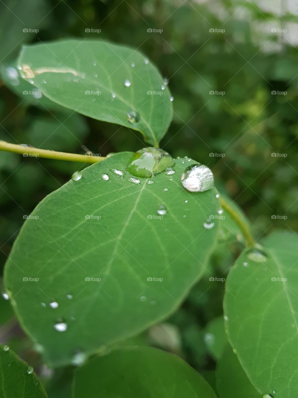 green leafs  after rain