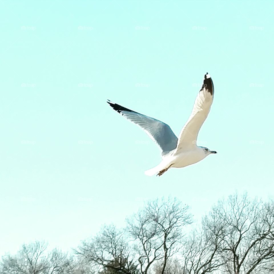 flying Seagull