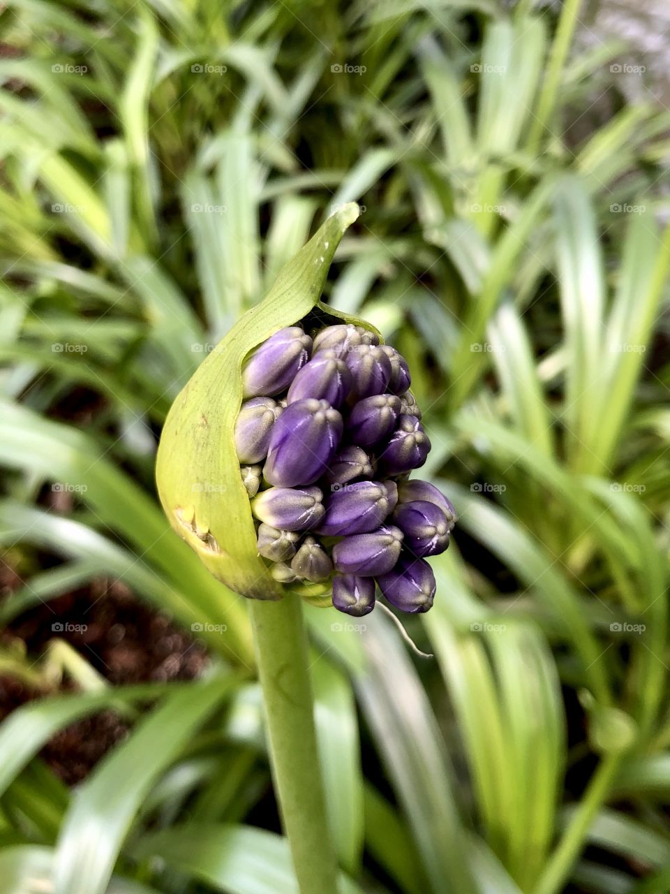 Purple garden lilies by water feature in garden 