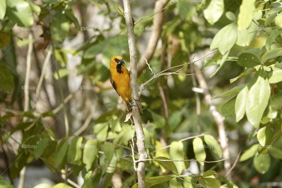 Photo of beautiful Altamira oriole on tree branch in Mexico on green blurry background. This is the largest oriole in genus Icterus.