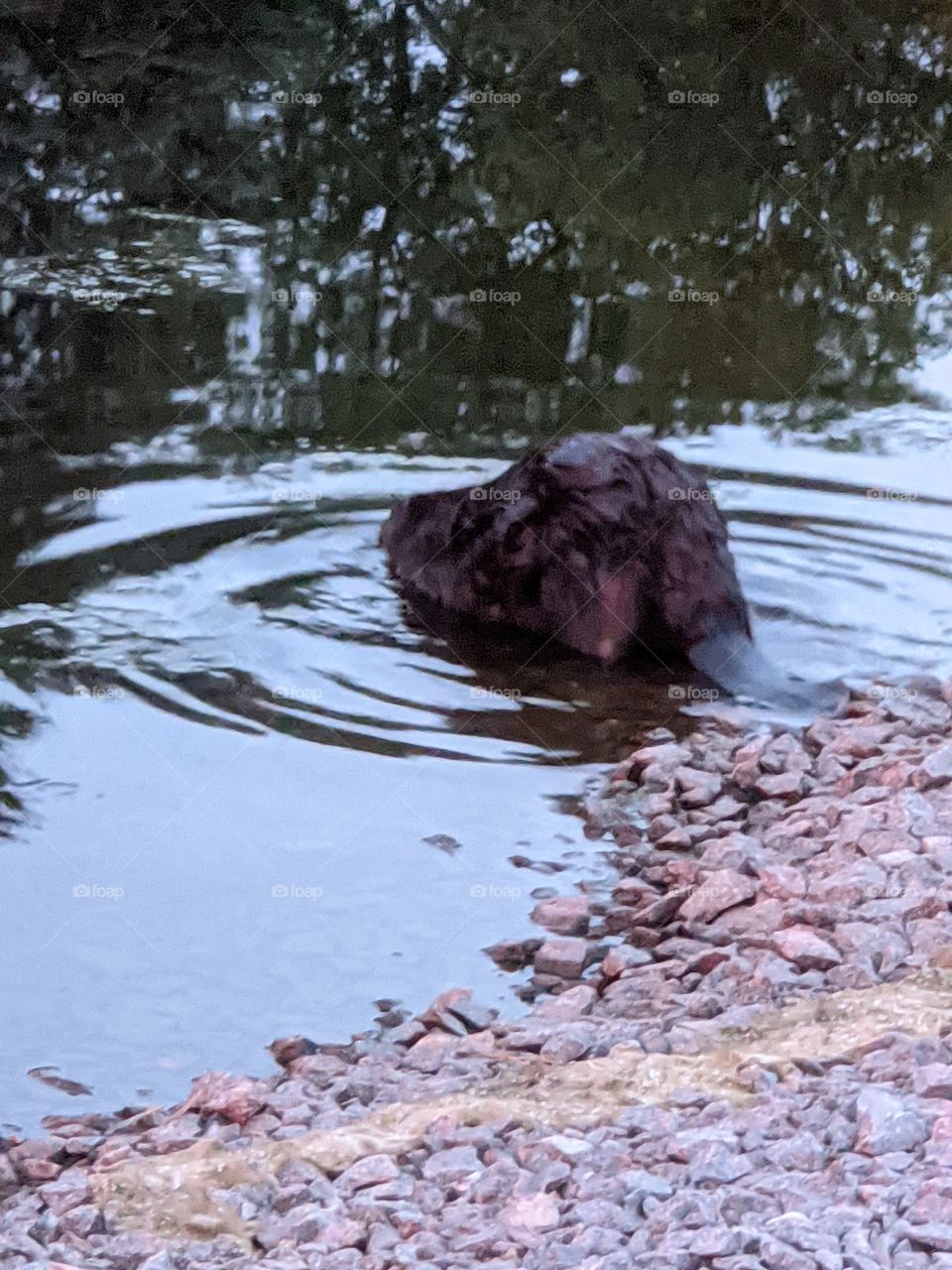 Beaver in the water