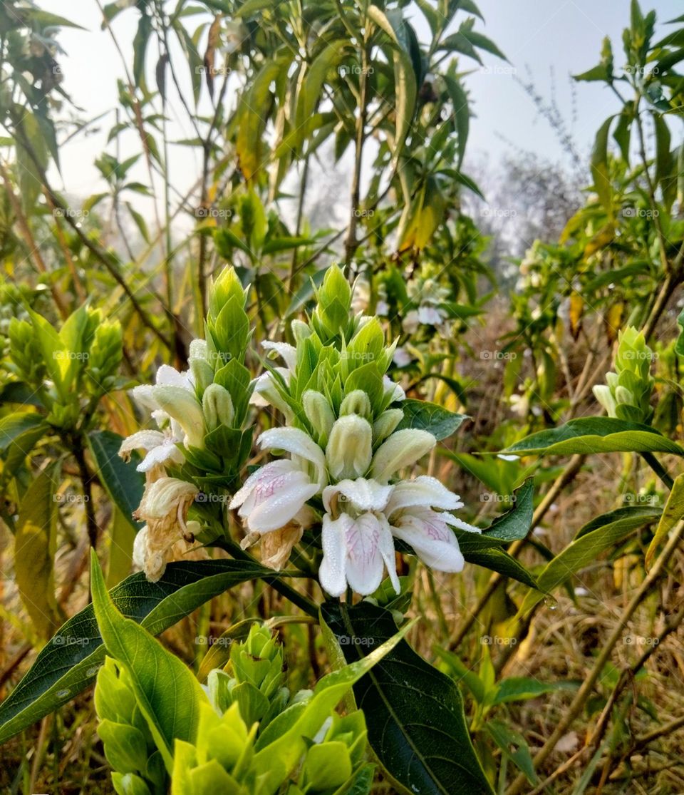 Beautiful white 🤍 flowers plants 🌷💞