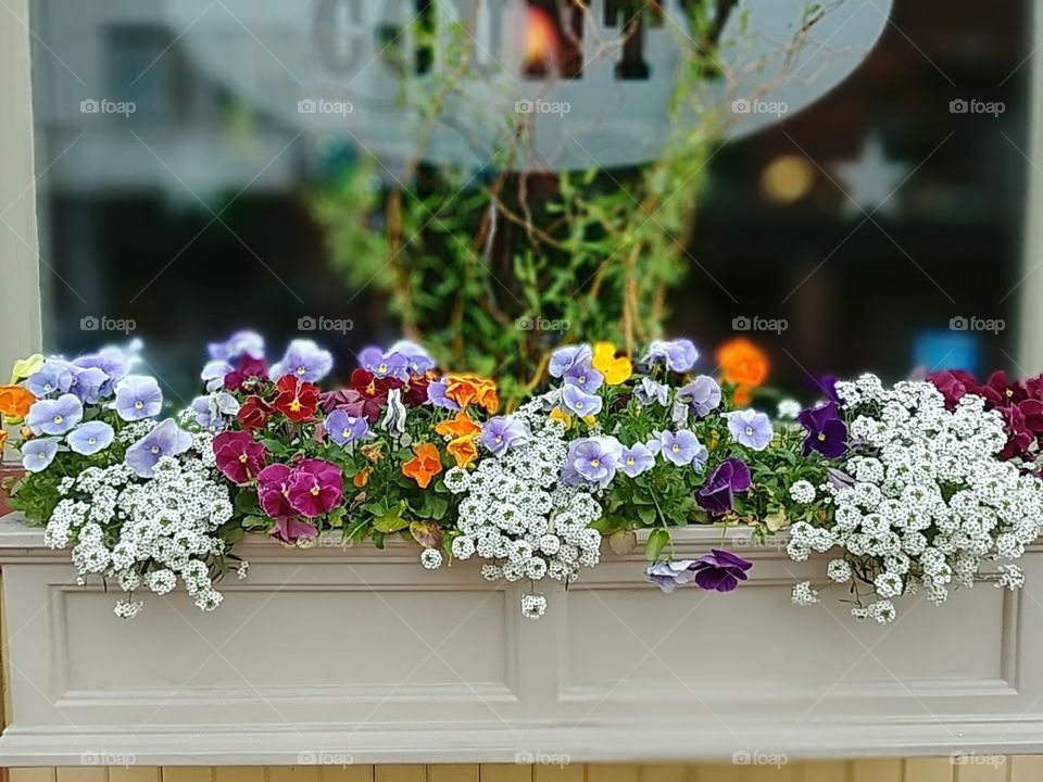 Summer window box