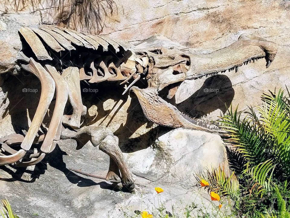 Skeleton of Giant Crocodile