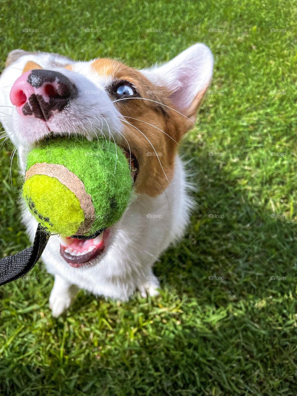 Happy dog corgi pet animal outside outdoors green grass blue eyes cute adorable best friend service dog playing playtime happy vibes 