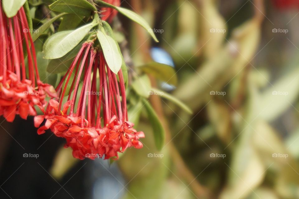 Close-up of red flowers