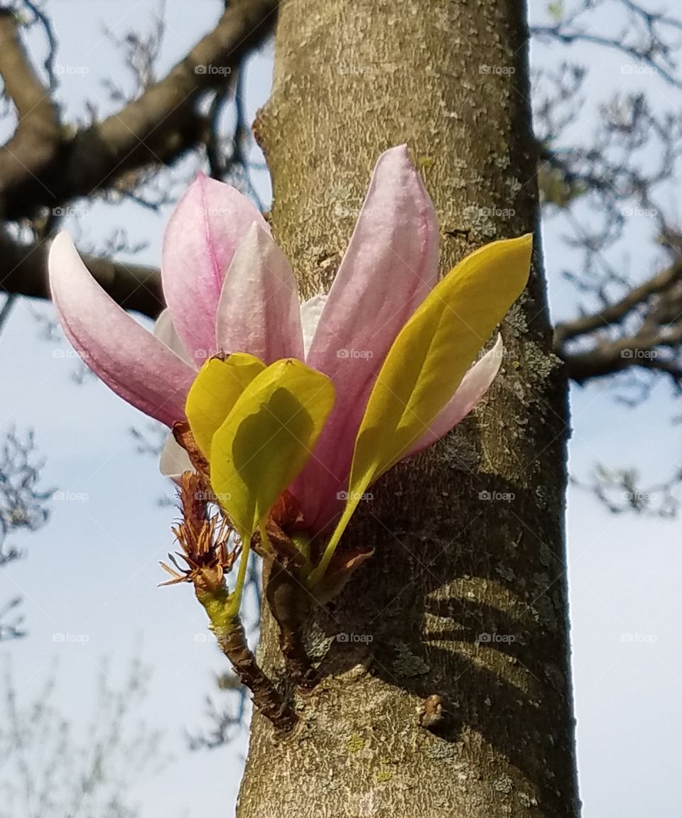 Magnolia blossoms