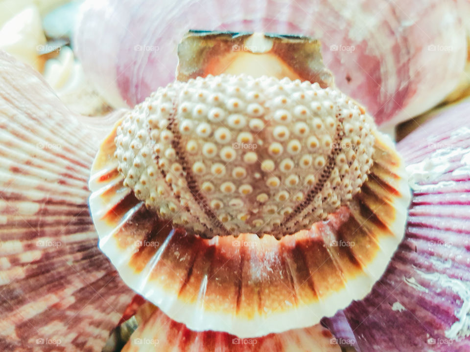 Extreme close-up of sea urchin on scallop shell