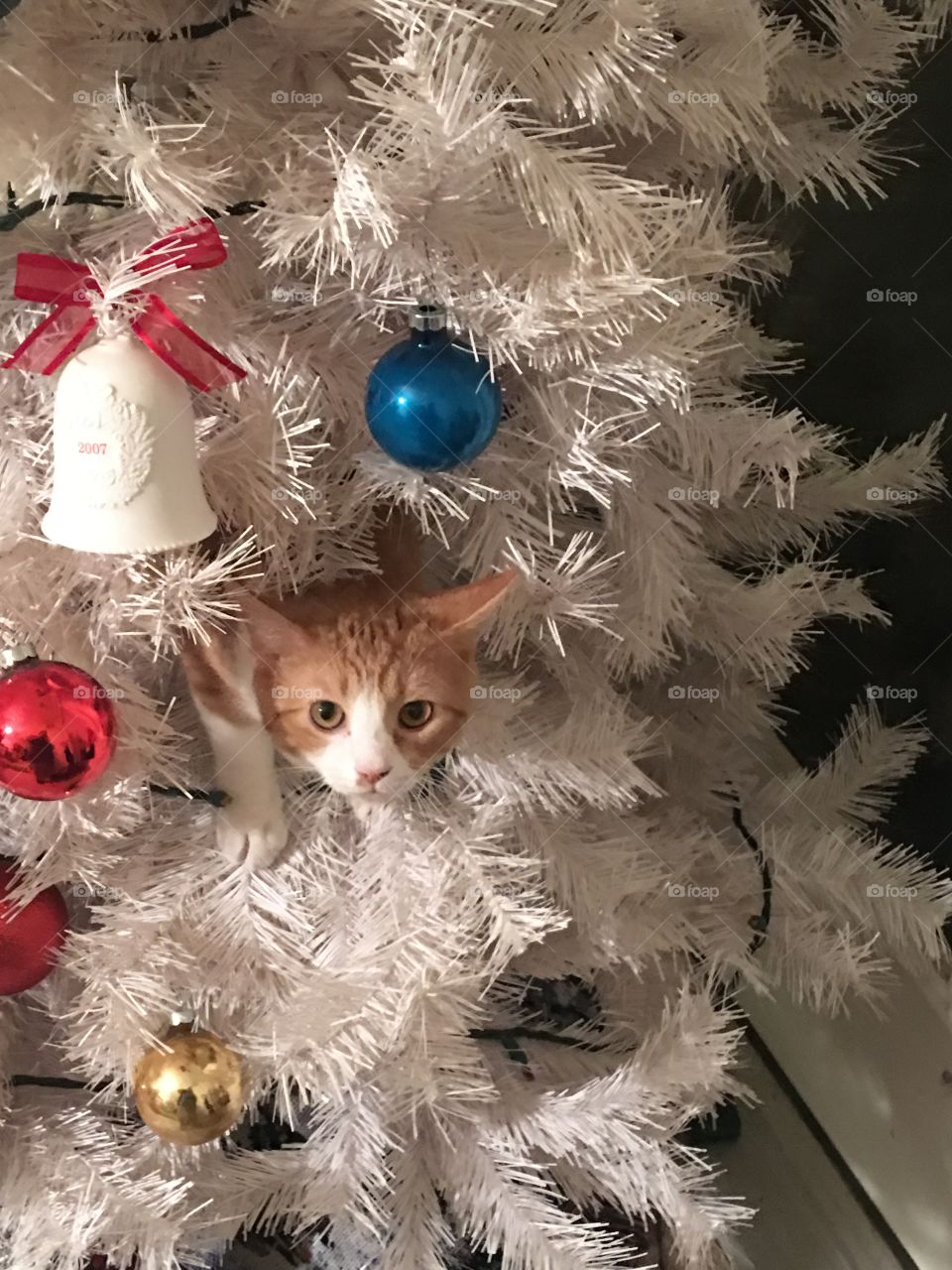 Kitty in Christmas tree