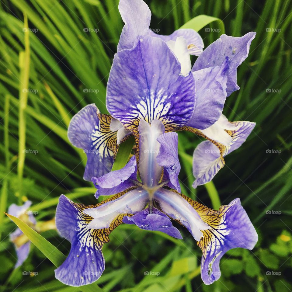 Iris 