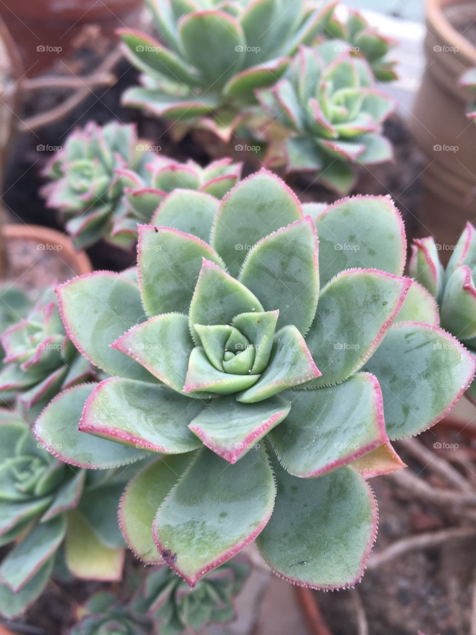 Succulent