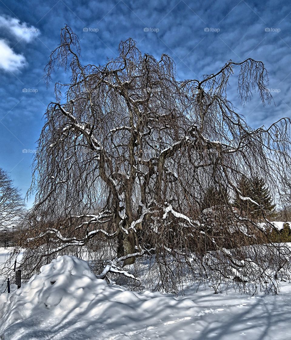 Weeping tree in snow