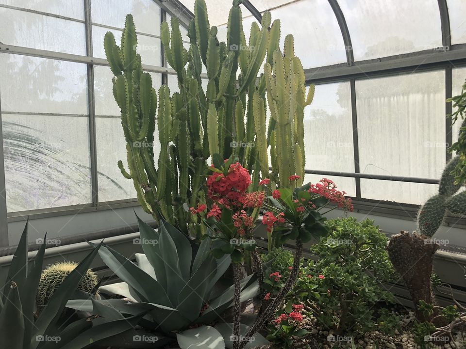 Cactus in the Greenhouse