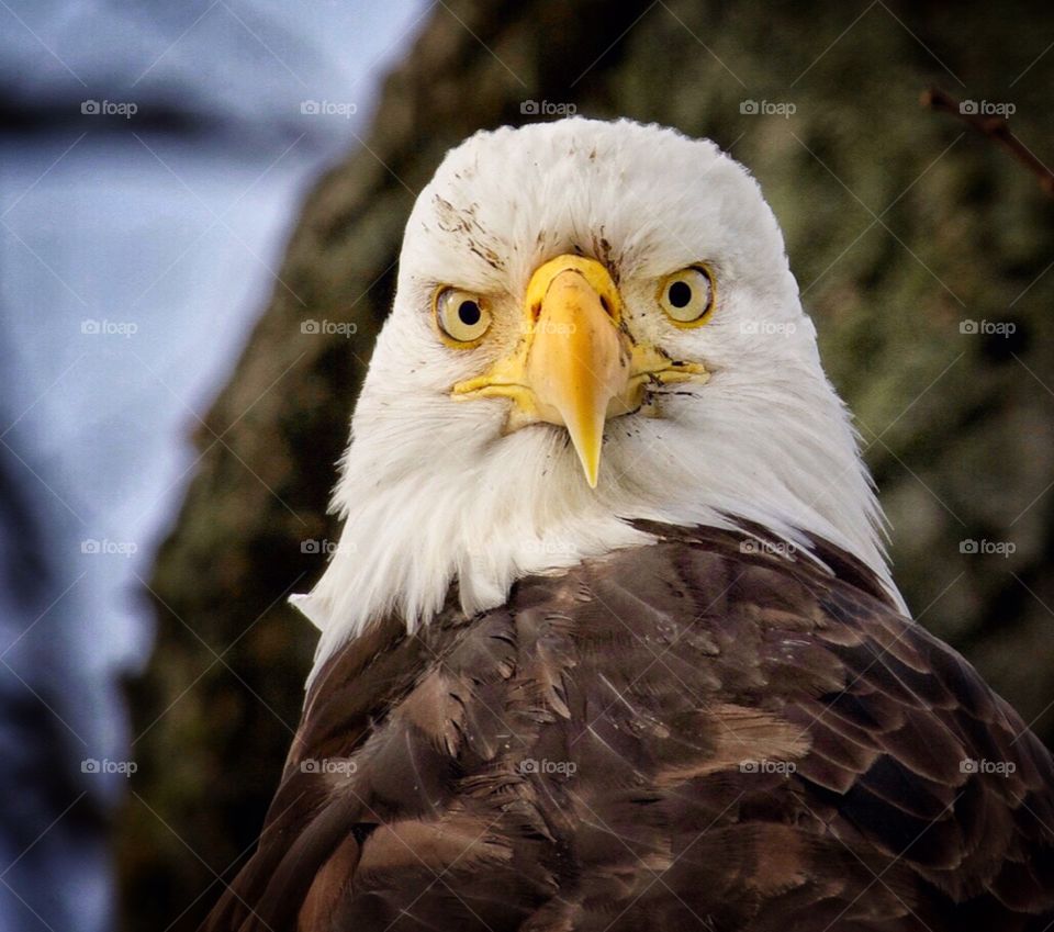 Piercing stare of an eagle