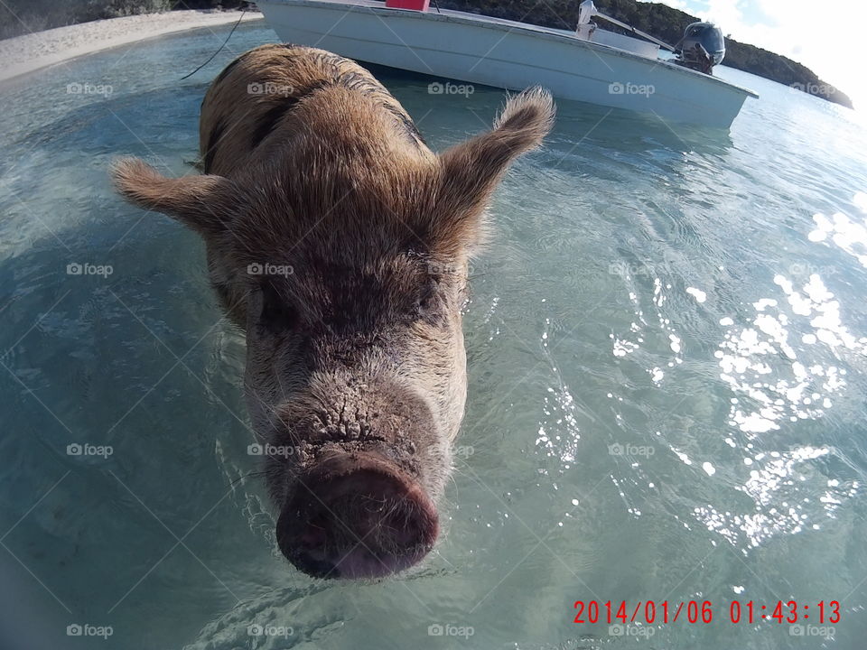 famous swimming pigs. Bahamas