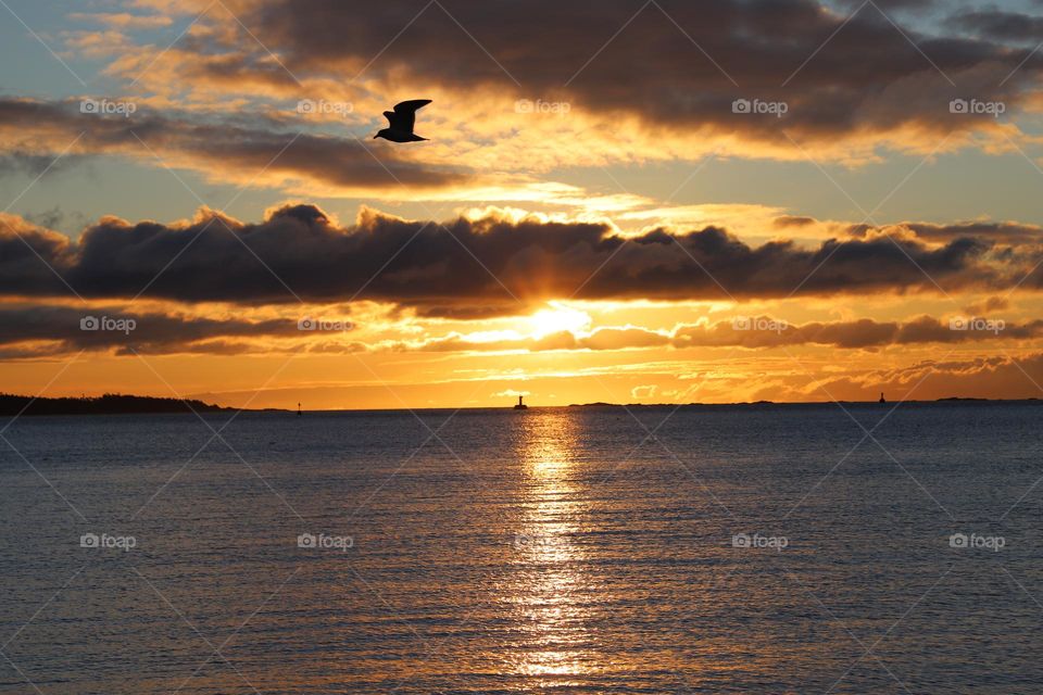 Bird flies above the rising sun