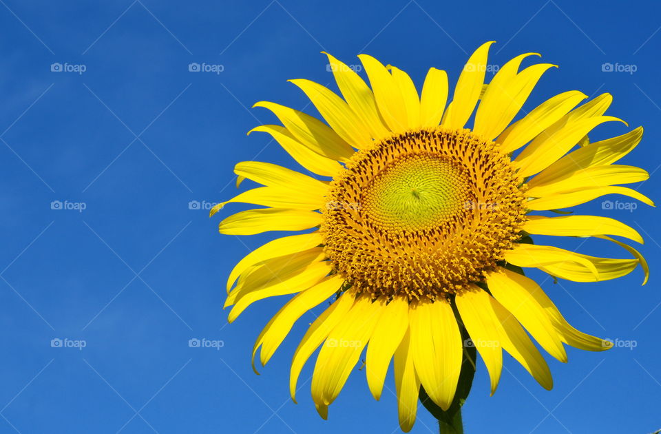 sunflower