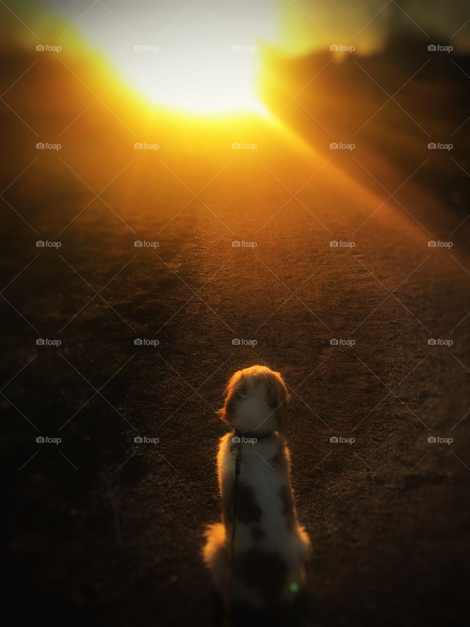 Dog in Sunset - Playing with light 