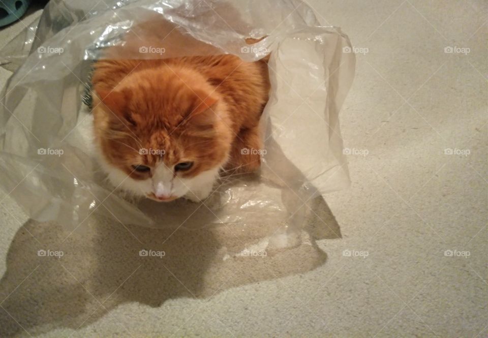 ginger cat in plastic packet funny