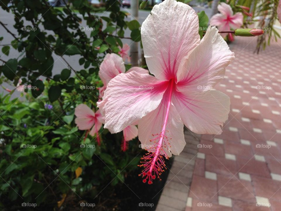 Pink hibiscus trail