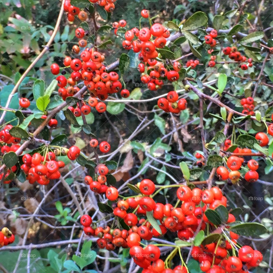 Red pyracantha 