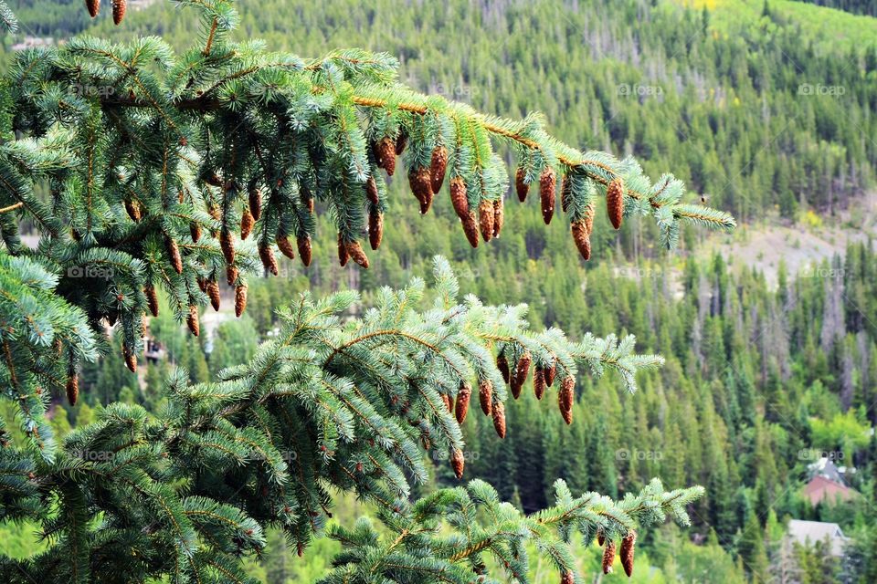 Pine cones 