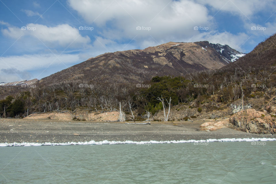 forest with dry trees near andes mountains