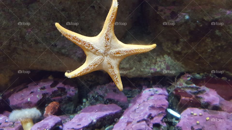 Starfish adhered to glass
