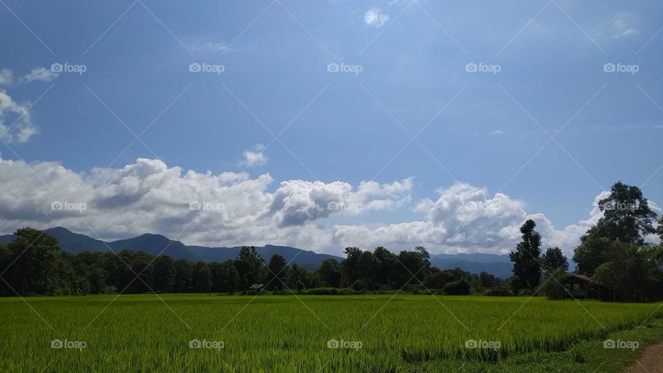 Paddy field and Clouds