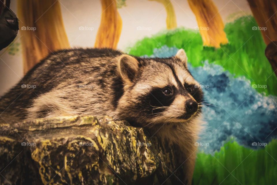 cute raccoon