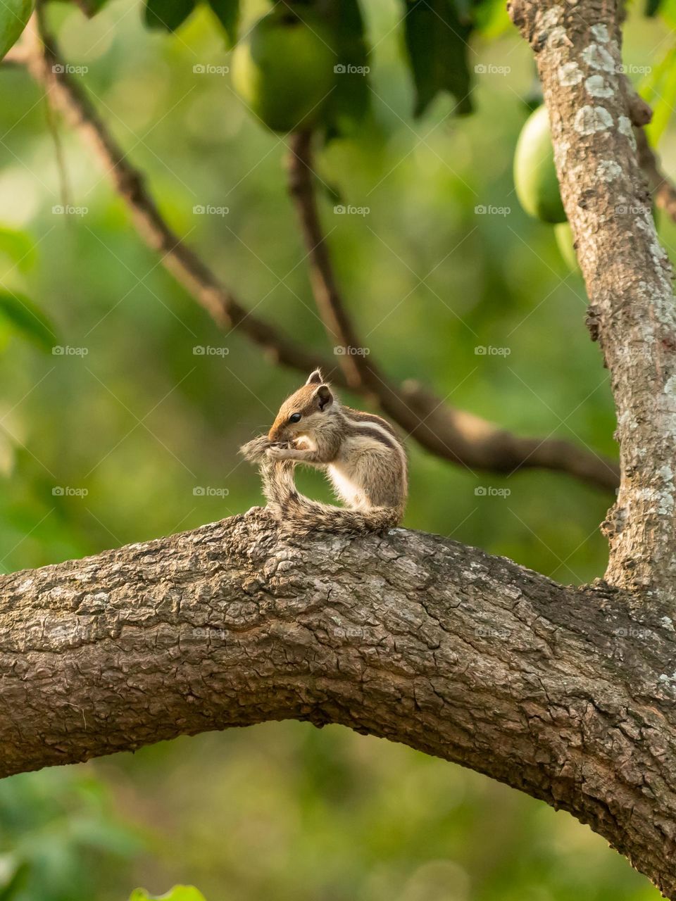 Cute Squirrel