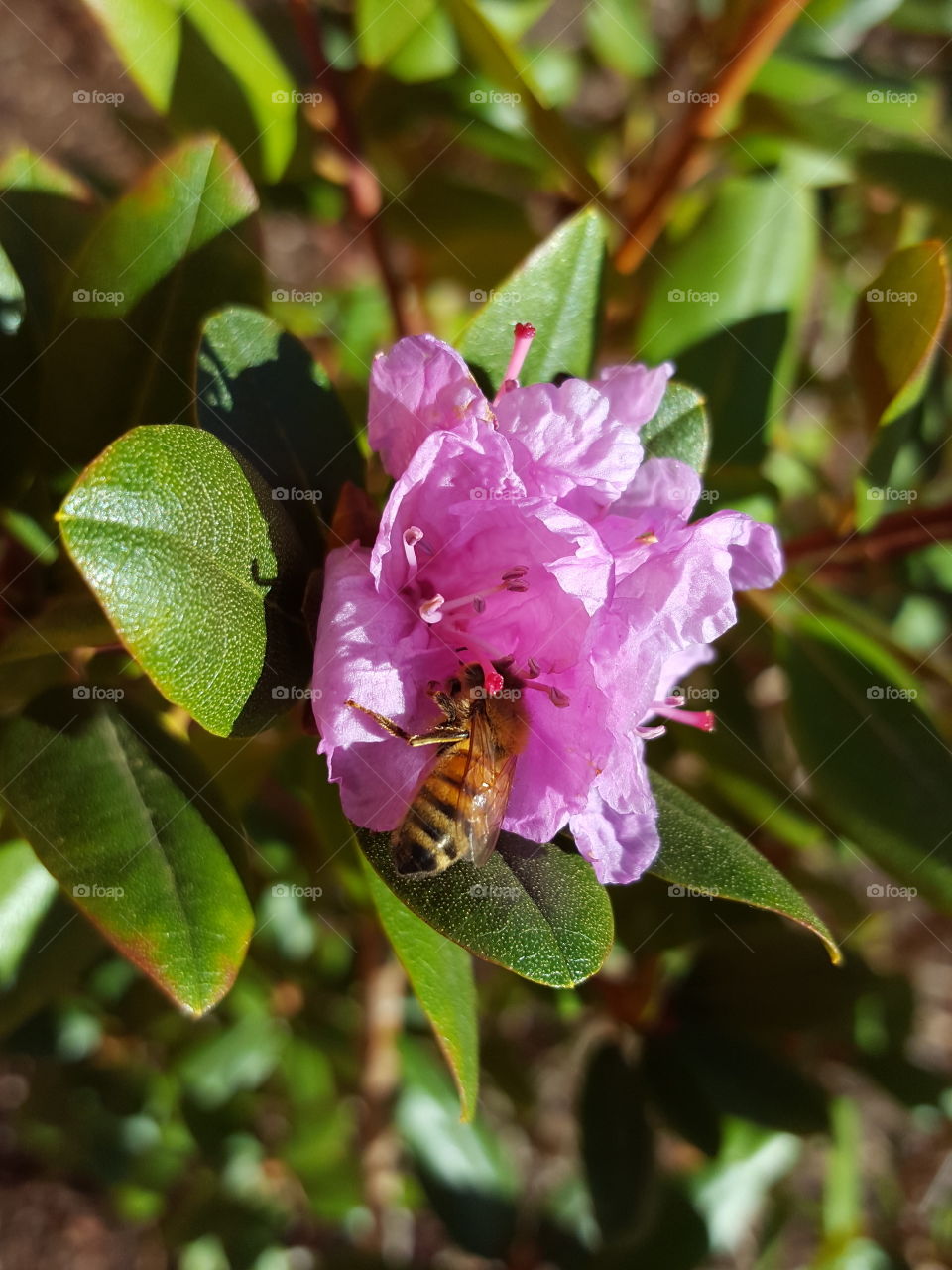 pollen