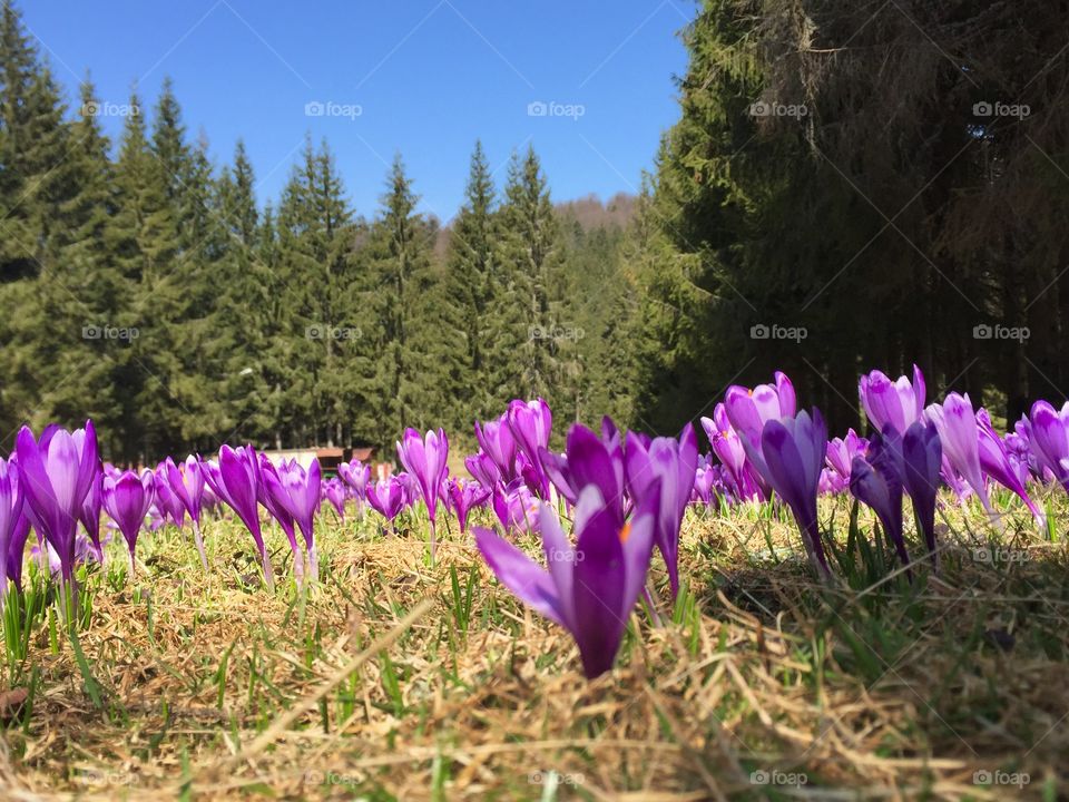Crocuses in magical forest