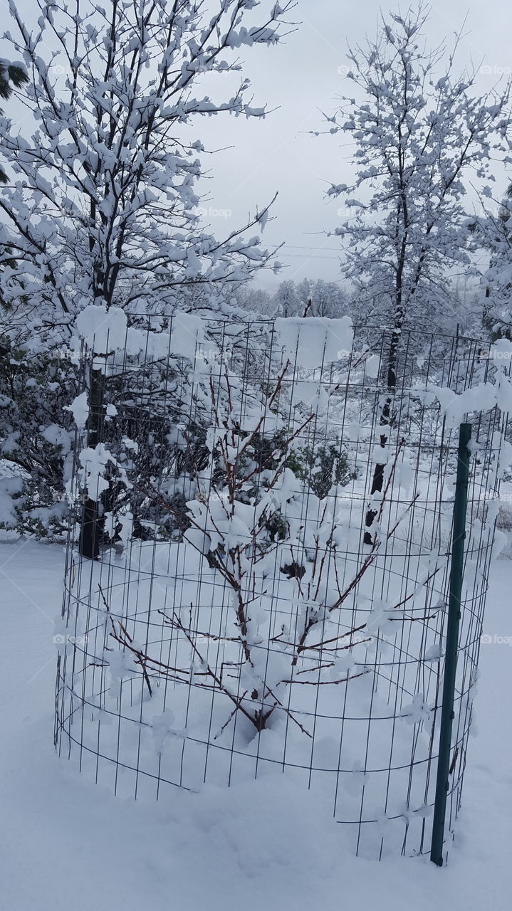 Orchard under snow in winter