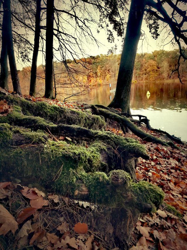 Magic natural world