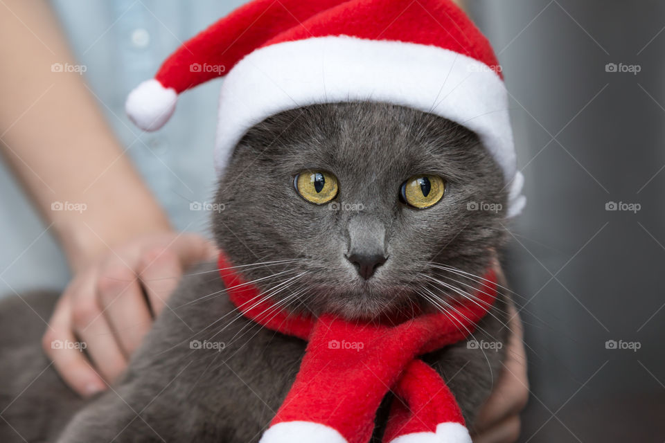 Christmas cat