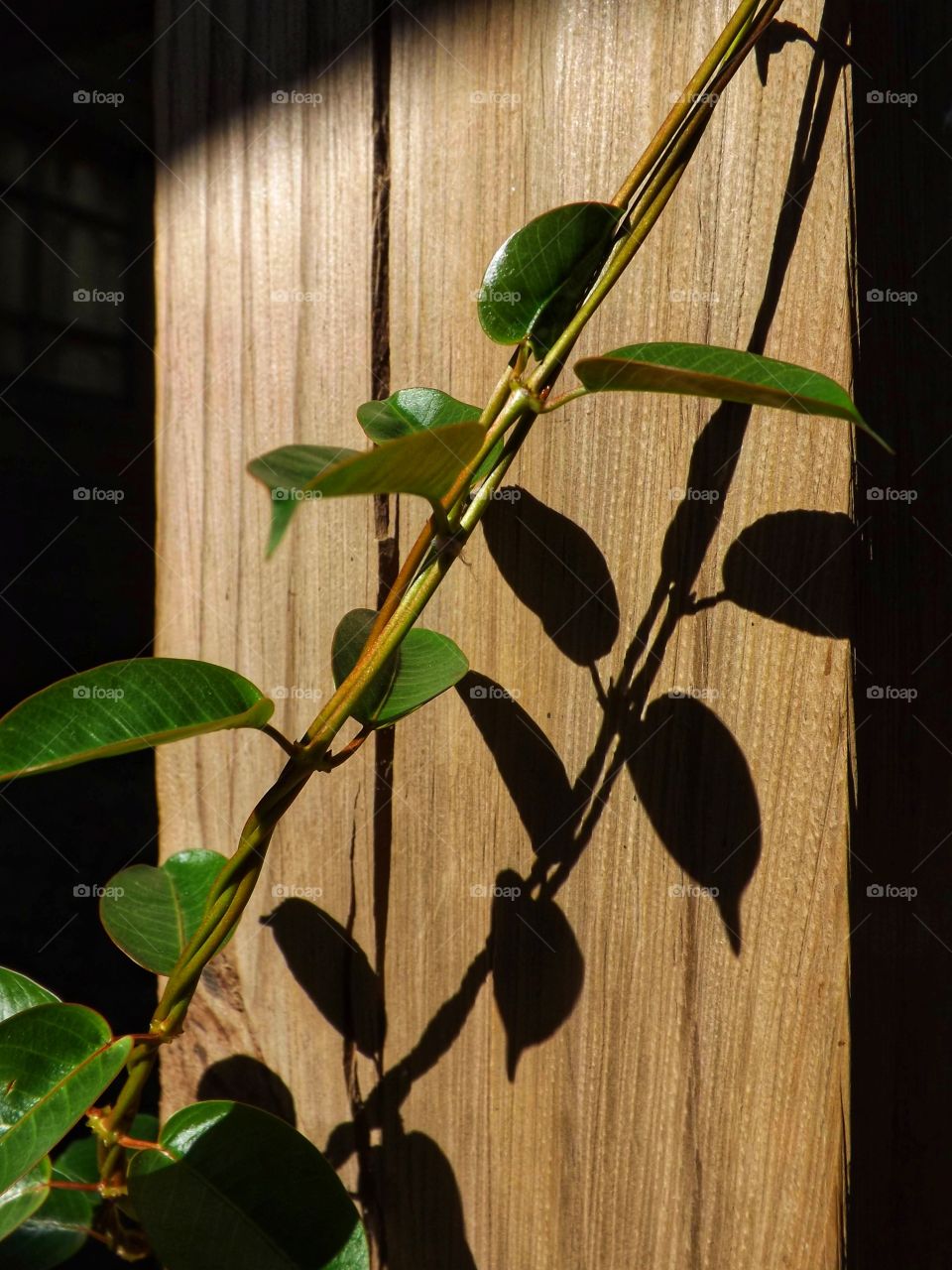 Creeper leaf shadows